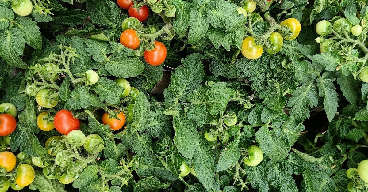 Can Organic Food Be Bioengineered?