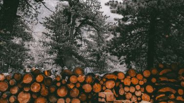 Environmental Impacts Of Deforestation