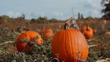 Does Organic Mean Non-Gmo? The Relationship Between Organic And Gmo