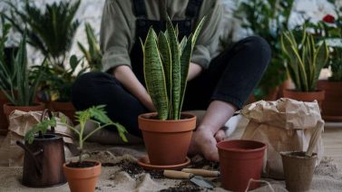 How Do Plants Obtain Organic Molecules? A Comprehensive Guide