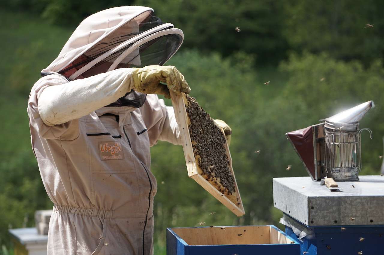 Why Apiculture Is Environmentally Important