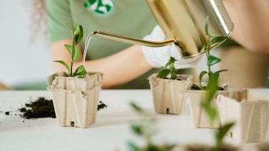 Does Recycled Water Affect Plant Growth?