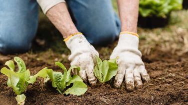 How Much Does Organic Fertilizer Cost? A Detailed Breakdown