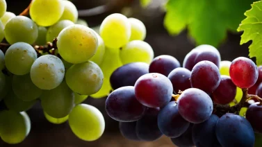 Should Organic Grapes Be Refrigerated?