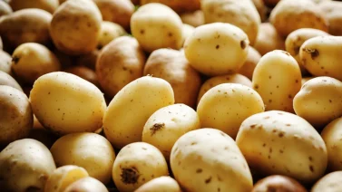 Should Potatoes Be Organic?
