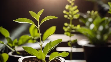 What Environmental Factors Cause Etiolation?