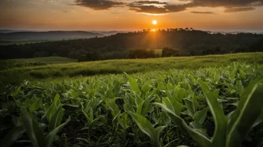 What Is An Environmentalist?