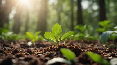 What Does Organic Material Release When It Decays?