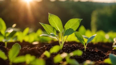 How Adding Organic Matter Impacts Soil Health