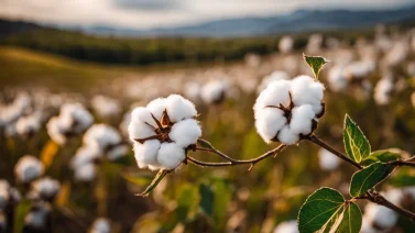 Why Cotton Is An Eco-Friendly Fabric