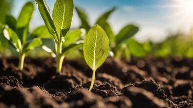 Why Is Organic Matter Important In Soil?