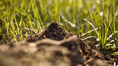 Will Dead Grass Decompose? A Detailed Look At The Process