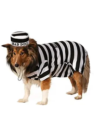 Rubies prisoner pet costume with striped shirt and hat on a large dog for Halloween