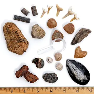 DANCING BEAR Fossil Collection Kit with real shark teeth and dinosaur bone